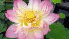 Fabulous Treatment from Lovely European CMT Available This Week! w4m, 31